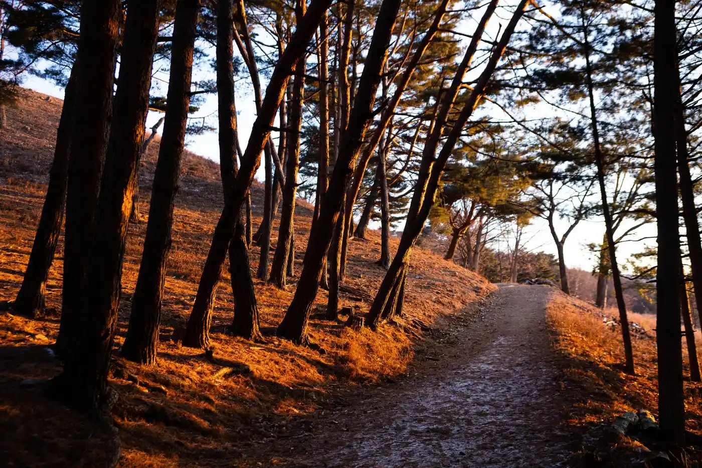 A sunlit forest path winding forward through golden autumn trees