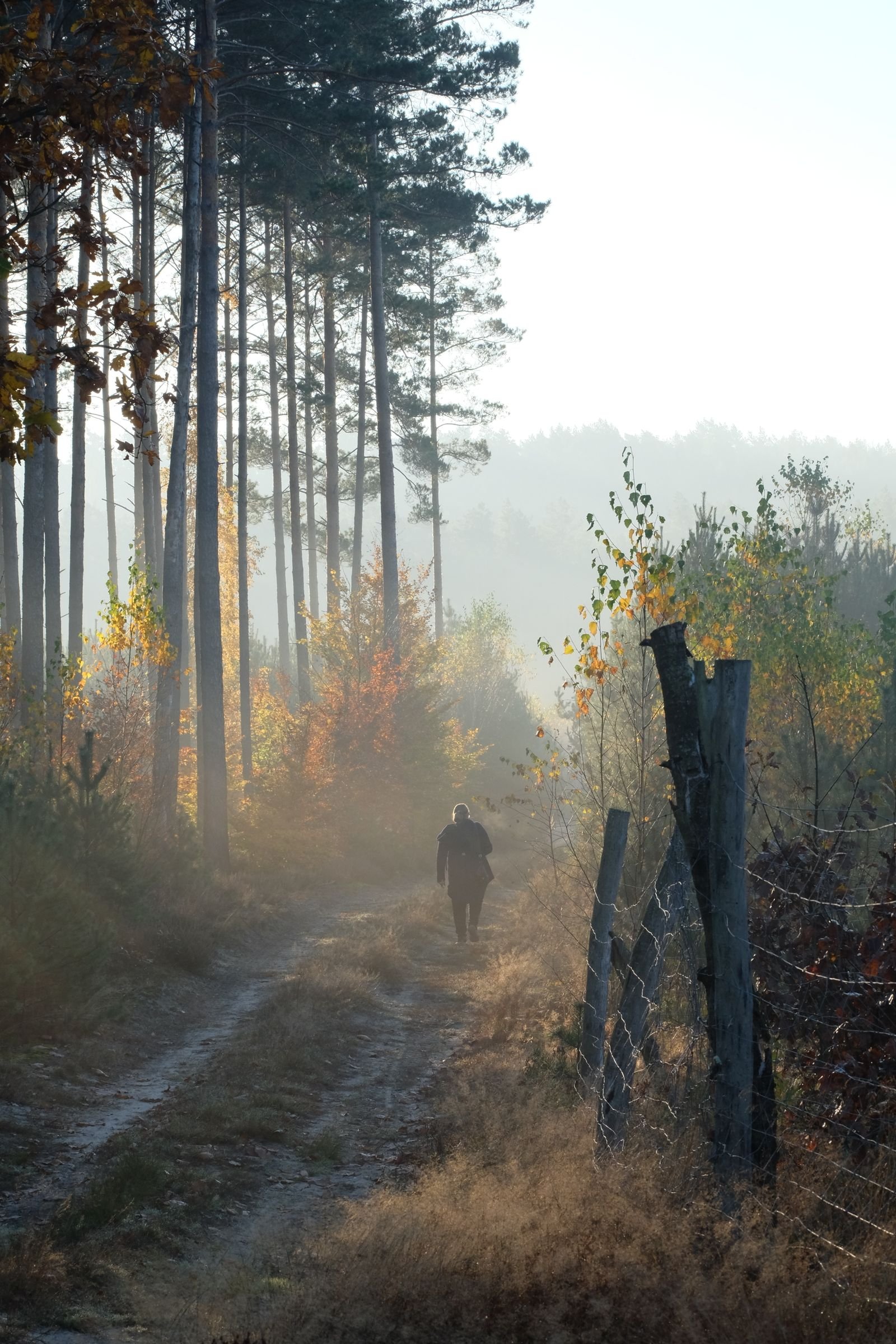 A person walking along a misty morning path lined with autumn trees