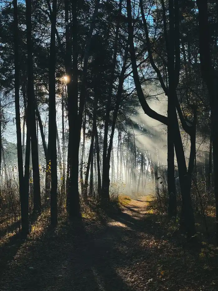 Sunbeams breaking through a forest onto a walking path, the cover image of the complete neuropathy guide
