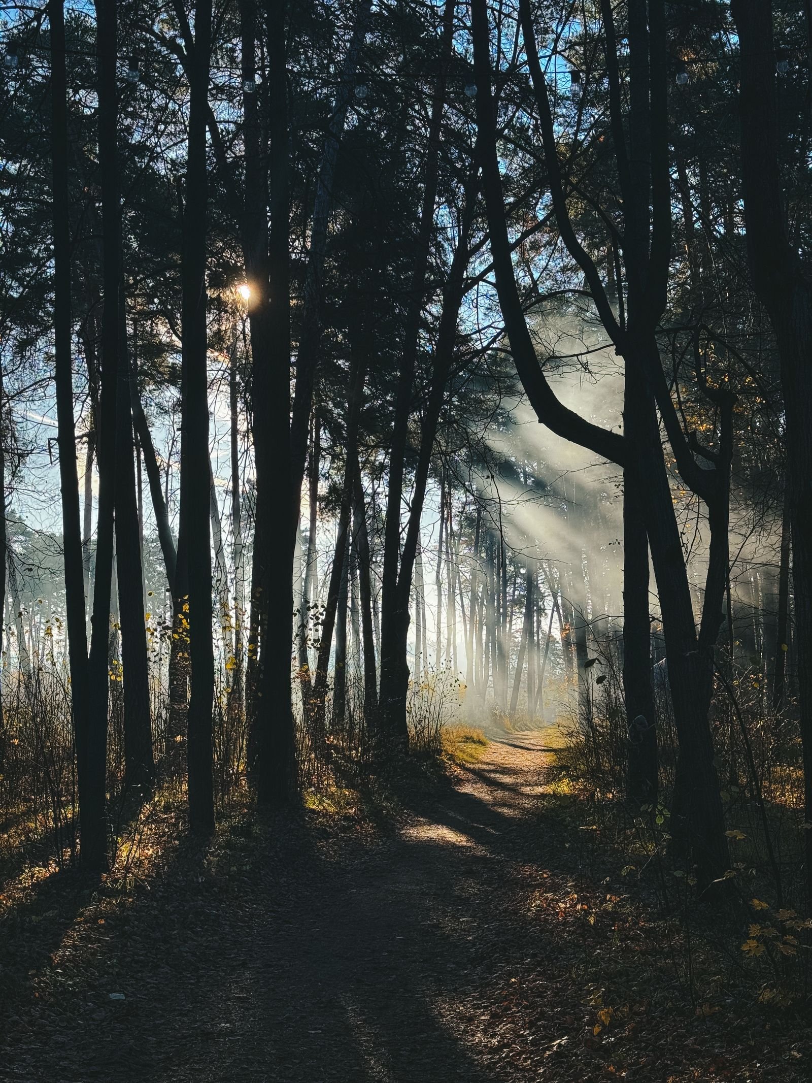 Sunbeams breaking through a forest onto a walking path, the cover image of the complete neuropathy guide